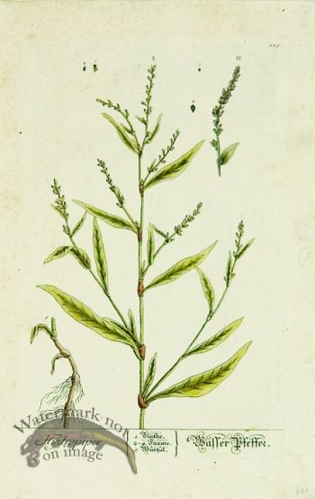 Blackwell German 091